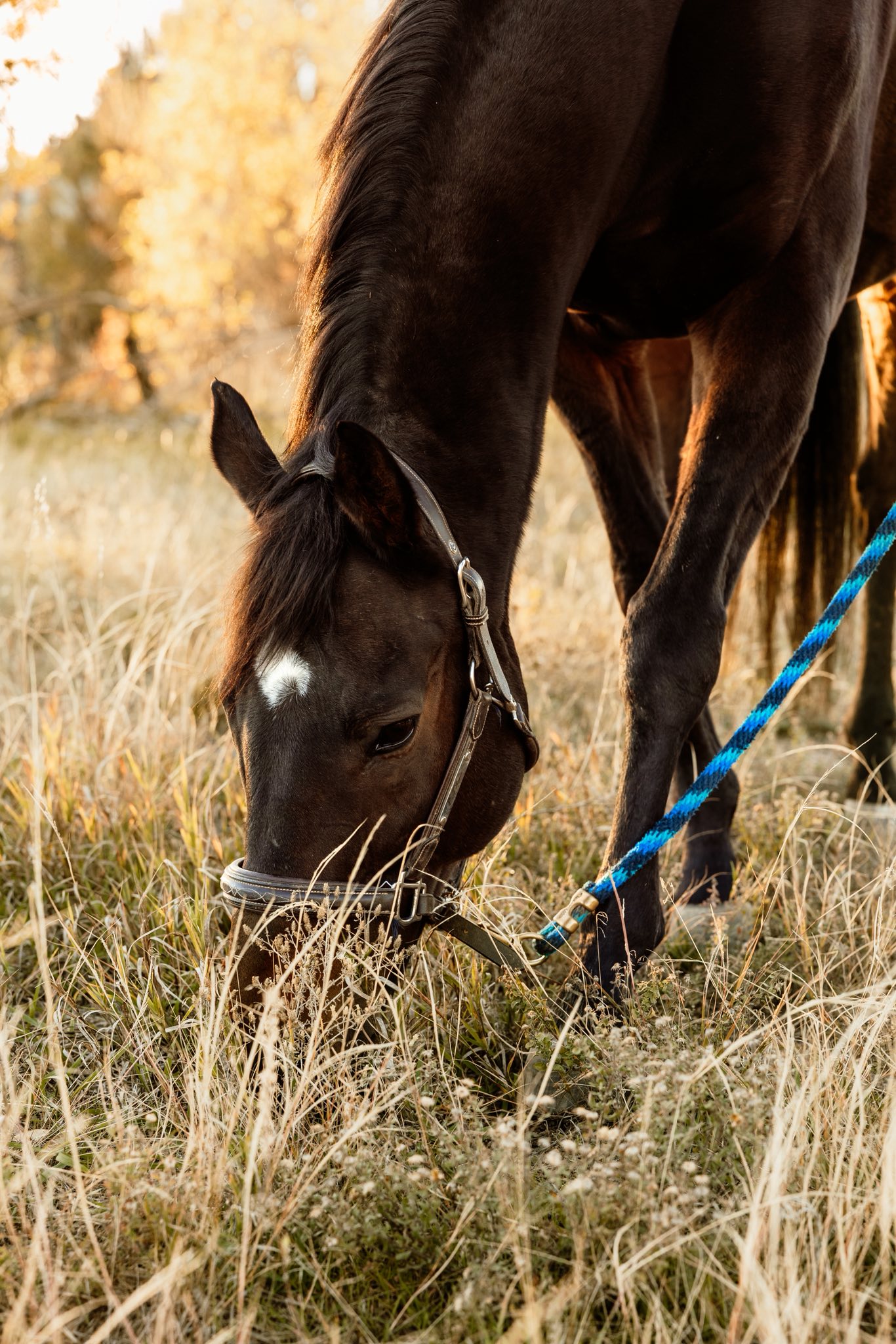 Horse training at White Blaze Equestrian
