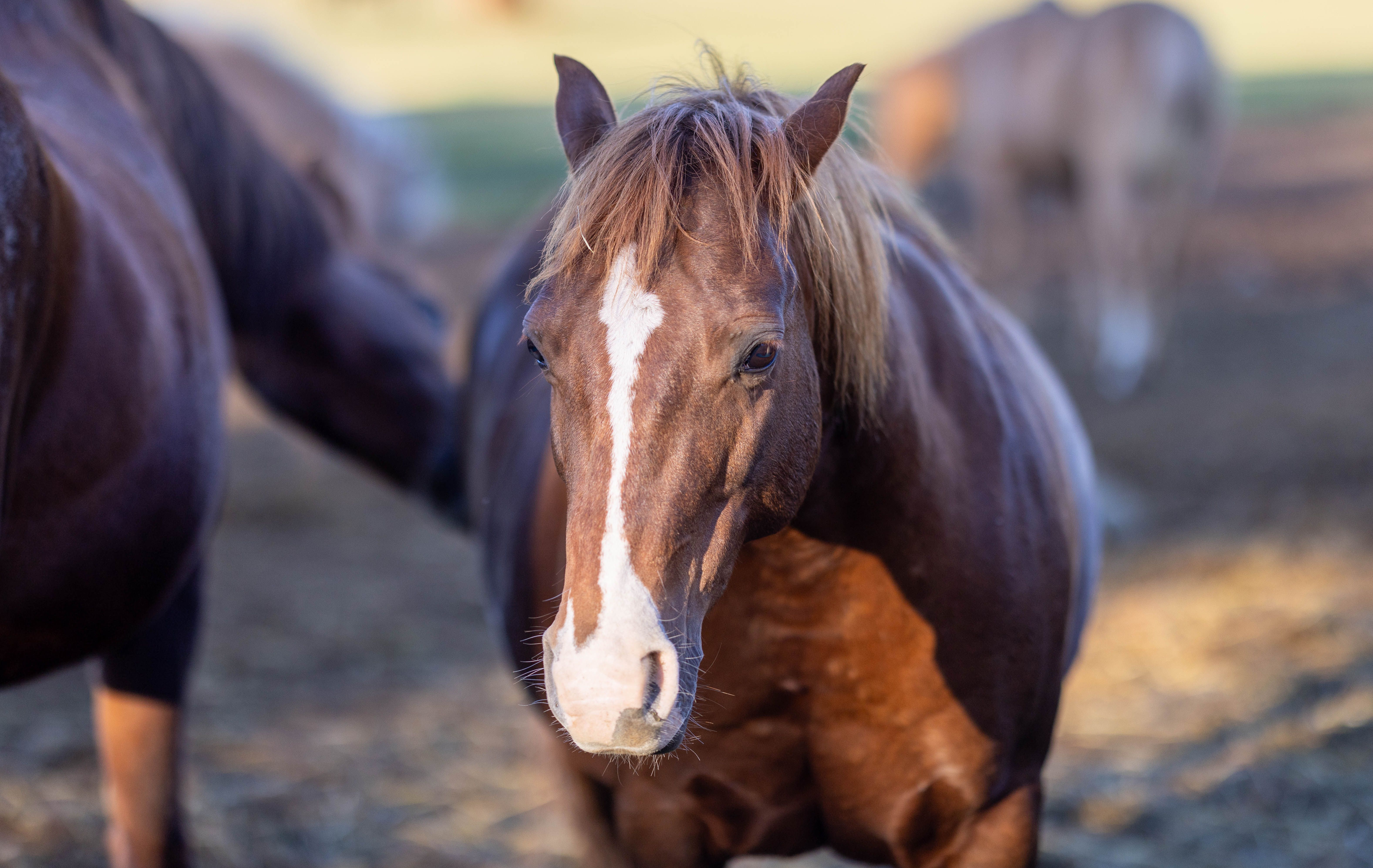 Horse leasing at White Blaze Equestrian