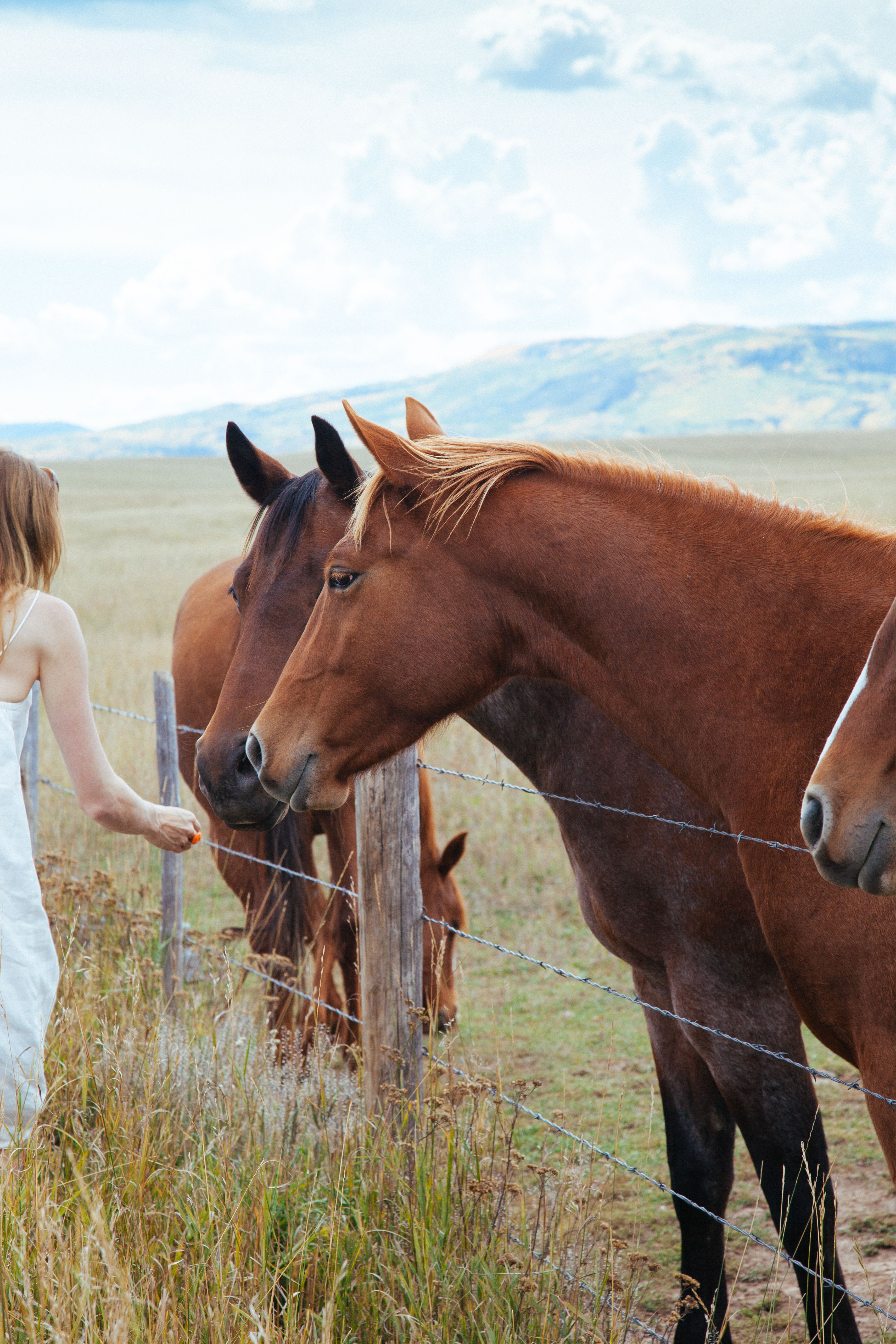 Horse training at White Blaze Equestrian