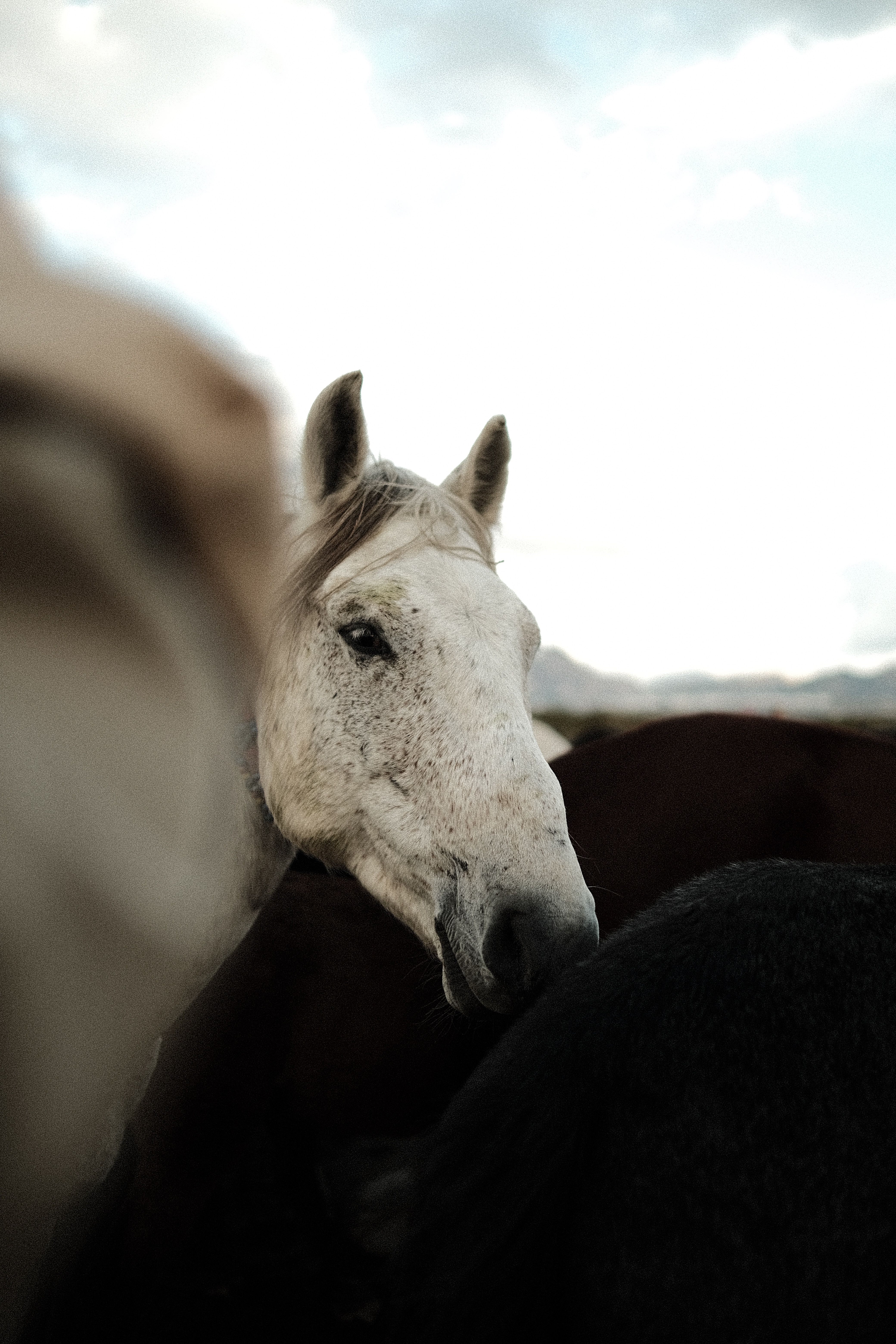 Riding lesson at White Blaze Equestrian